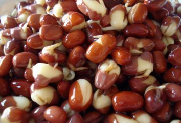 Sprouted beans. Jak samodzielnie uprawiać fasolę?