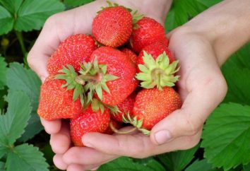 Masza Strawberry: opis odmiany, opinie