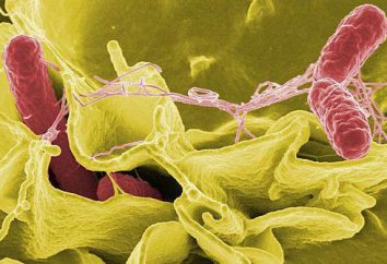 Salmonella tifimurium – patogeno, la diagnosi, il trattamento
