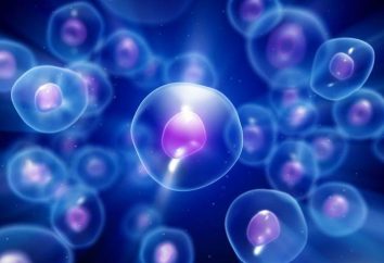 Terapia komórkowa – skuteczny sposób leczenia organizmu i odmłodzenie