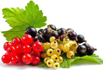 groseilles rouges et noirs: calories, avantages et inconvénients