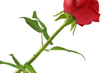 Jak wyhodować różę z końcówek kwiatów ciętych