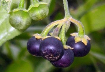 Sunberry: jagoda słoneczna zdrowie