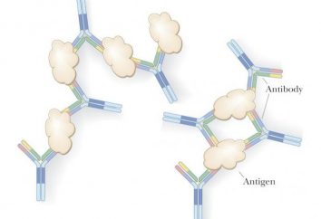Avidité – qu'est-ce que cela signifie? anticorps IgG Avidité à cytomégalovirus: caractéristiques et déchiffrage