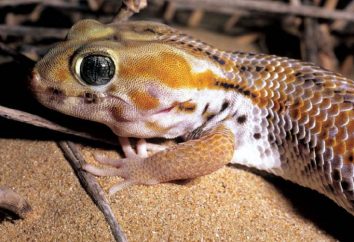 gecko sibilantes: fatos interessantes e fotos