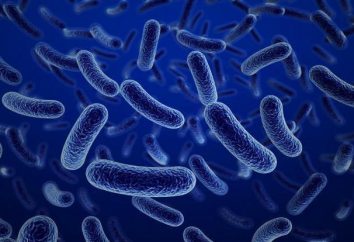 Comment respirer les bactéries? bactéries aérobies et anaérobies. En particulier, les procaryotes respiratoires