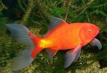 Les poissons d'aquarium veiltail: description et contenu