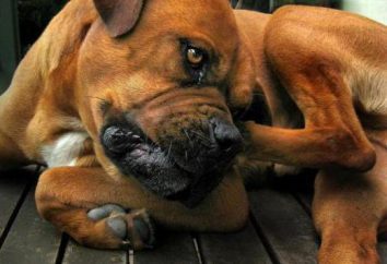 olor desagradable de las orejas de los perros: causas, tratamiento. Cómo limpiar los oídos de un perro en el hogar