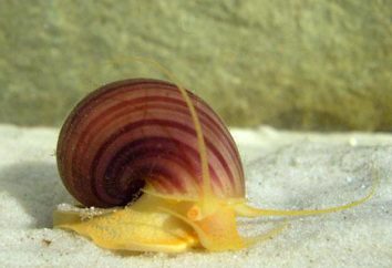Słodkowodnych ślimaków: jakie to niebezpieczne?