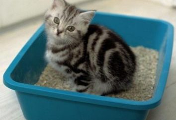 arena para gatos, ¿cuál es la mejor