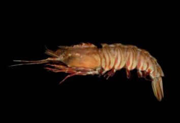 mer de cricket de crevettes: description, photo et recette