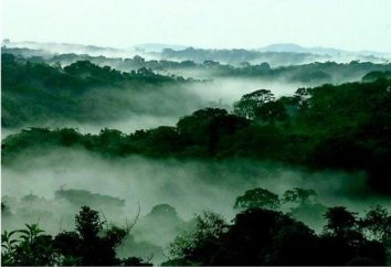 Waldressourcen der Welt – die Gaben der Natur für die Menschheit
