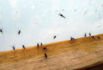 plagas de la muerte! Por medio de mosquitos nacionales