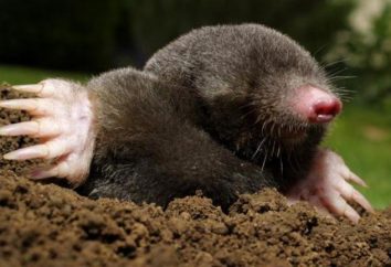 À quoi ressemble le mole? Un livre de rêve contribue à répondre à cette question!