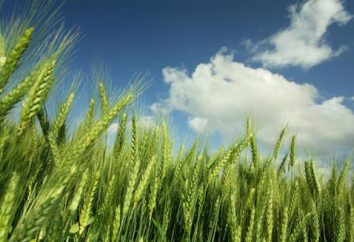 Macarrão de variedades de trigo sólido: propriedades úteis. Macarrão de trigo duro: teor calórico