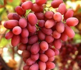 „Transformacja” winogrono stół. Opis i cechy uprawy