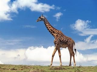 Interessanterweise Giraffe der Name Baby? Zhirafenok?