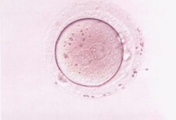 Ovogenesis – è il processo di formazione delle uova. Spermatogenesi e oogenesi