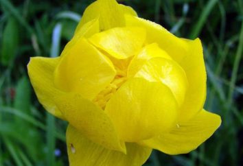 flor Italmas – un símbolo de Udmurtia