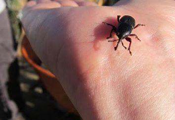 Weevils: Wie mit Garten Schädlinge beschäftigen