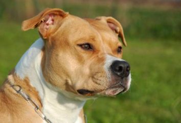 American Staffordshire Terrier: opis rasy, zdjęcia natury