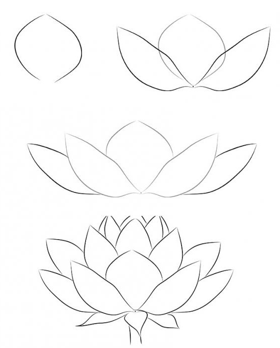 Come Disegnare Una Lotus Una Guida Per Principianti