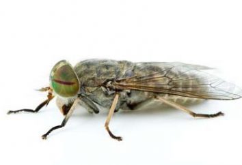 Tábano – insectos con carácter!