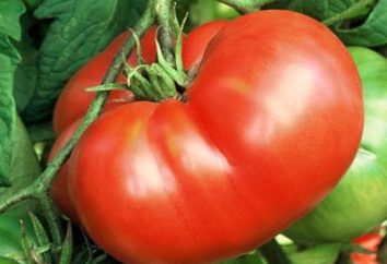 Pomidor gościnna: opis, charakterystyka, zdjęcia