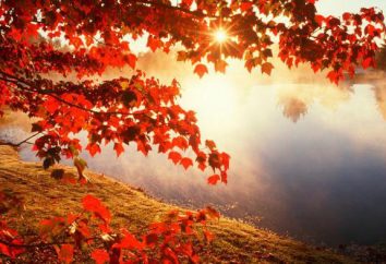 Descrição da floresta do outono em cores brilhantes. Tempo para silêncio e inspiração