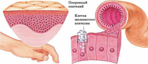 Fonctions et structure du tissu épithélial. Structure du tissu
