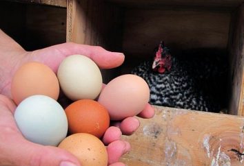 Rasse Hühner: ihre Unterschiede und Besonderheiten