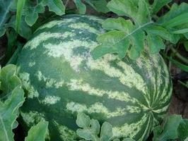 Wassermelone: der Anbau und die Pflege des Landes