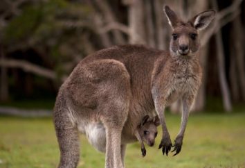 Urodzili Kangury: jak to się dzieje. wychowanie potomstwa