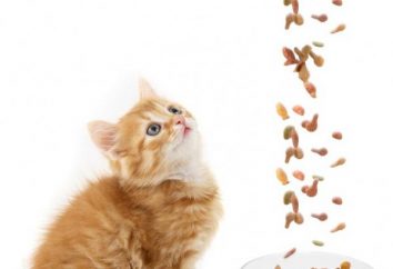 Les aliments pour chatons prime: sec ou humide? Quelle meilleure nourriture pour un chaton?