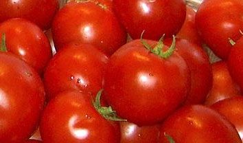 Deixe os tomates terá de rega abundante, rara e precisa