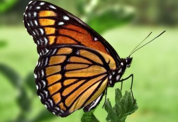 Czekolada motyl – wykonawca pragnienia