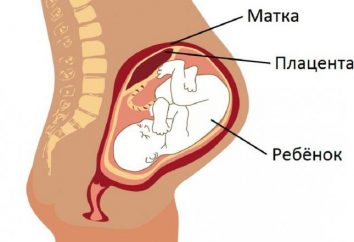 Il grado di maturità della placenta per settimana (vedi tabella). Norme e deviazioni di maturità della placenta