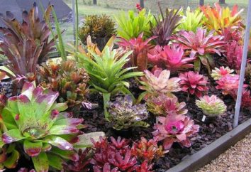 plantes Bromeliads: une vue d'ensemble, les caractéristiques et les besoins en soins