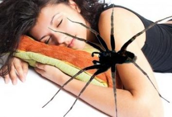 Dlaczego pająki przychodzą we śnie? Sen Interpretacja zawiera wyjaśnienia