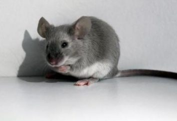 Sobre o que soa um rato cinzento? Qual é o sonho de um mouse?