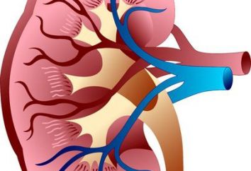 Dialisi – è che nel procedimento, come si svolge? Quali preparativi sono necessari per dialisi renale?