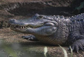Mississippi aligator: siedliska, dieta, zdjęcia