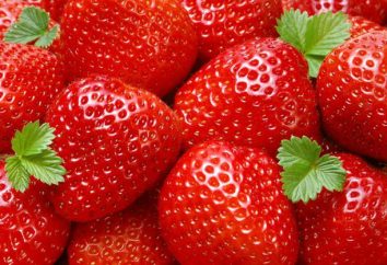 Korona Strawberry: opis odmiany, opinie