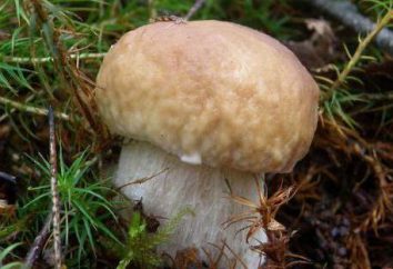 Grzyby są jadalne i trujące grzyby – jak rozpoznać? Główne typy trujących grzybów