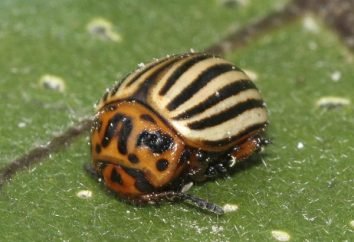 Mostarda contra o escaravelho da batateira: métodos de aplicação