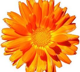 Fleurs marigold contre de nombreuses maladies