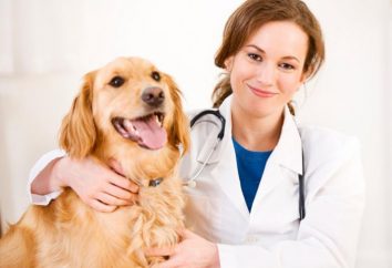 Dov'è la migliore clinica veterinaria nel distretto di Primorsky?