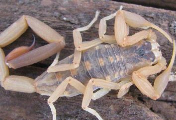 Caractéristiques de arachnides: Combien d'yeux scorpion