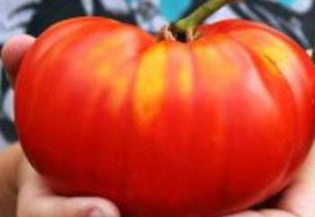 Pomidor Alsou: opis odmiany, zdjęcia, opinie ogrodników