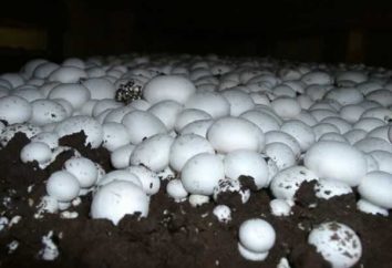 Hoje você vai aprender a cultivar cogumelos em casa